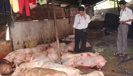 Đồng Nai: Tràn lan lò giết mổ gia súc trái phép 